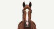 © Murahmeriah - Frontal vector illustration of a brown horse head featuring a prominent white blaze on its face, detailed mane and pointed ears, isolated on a clean white background.