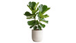 © Julie - Isolated Fiddle Leaf Fig plant in a stylish cylindrical pot, popular houseplant decor