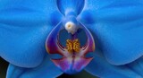 Intimate shot of a bright blue orchid flower with textured petal surface