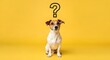 © fluxZone - A jack russell terrier dog sits with a question mark above its head