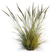 © DH Tree Stock - Ammophila brevilugatta tree, elevation, front view, cutout, transparent background, isolate, Detailed close-up of ornamental grass with flowing blades, nature macro photography.