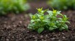 © vxnaghiyev - Herbal Piperita mint seedlings flourishing in springtime garden setting with gentle backdrop and copy space
