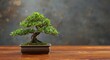 © vxnaghiyev - Mini bonsai tree positioned on warm wood surface with copy space for peaceful home decor text
