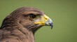 © mt parvez - A detailed close-up portrait of a majestic harris hawk showcasing its sharp beak and intense gaze