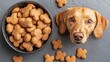 © violet - Attentive Dog and Bowl of Heart Shaped Biscuits