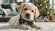 © Julia - A delightful, energetic puppy sporting a sleek bow tie, unwinding comfortably in a snug home environment while celebrations take place