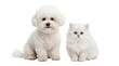 © Irina - Adorable fluffy white Bichon Frise puppy and cute Persian kitten sitting together, isolated on a transparent background for pet-themed designs