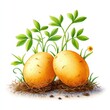 © Irina B - Watercolor cartoon illustration of freshly dug potatoes with green leaves for harvest theme and organic gardening design on white background