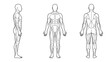 © NAZMA - Human anatomy male body muscles side front back view medical study illustration