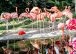 © Evgeniy - These images highlight the role of zoos in preserving biodiversity.