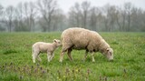 Sheep and lamb grazing in a vibrant green field on a cloudy day