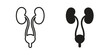 © Pop - Urology icon with black color and editable vector