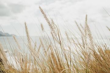 Naklejka na meble Tall Grass Against Ocean Background
