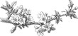© Purple_Lamp - detailed black and white almond tree branch with blooming flowers and leaves vintage botanical illustration