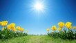 © baiduri - Yellow Tulips Bloom Under Bright Spring Sun
