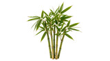 Isolated fresh vibrant green bamboo stalks with leaves, a symbol of growth and oriental nature