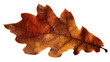 © Johanna - Isolated vibrant textured autumn oak leaf showing beautiful warm brown orange red colors