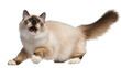 © Agata - Isolated fluffy seal point cat with wide blue eyes and open mouth in an active pose.