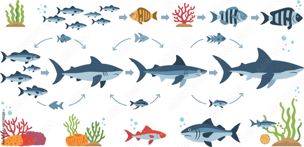 Shark Development Shark life cycle vector illustration with growth stages marine ...