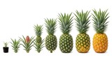 Stages of Pineapple Growth: From seedling to ripe fruit