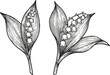 © Purple_Lamp - lily of the valley flowers with detailed leaves vintage botanical drawing black and white illustration