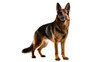 © Ozols - Majestic German Shepherd dog standing proudly, looking directly at the camera, full body shot isolated on transparent background, a loyal companion