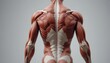 © Dodi - 3D male muscular anatomy back view detailed medical illustration fitness health education