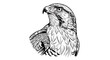 © Habiba - Black and white illustration of a hawk head