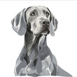 © isla - simple vector Weimaraner clipart illustration white background vector art style simple design flat illustration no shadows
