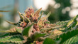 © khampee - A close-up macro view of the trichomes of a cannabis flower.Cultivation of premium medical cannabis, featuring ripe purple buds and green leaves,