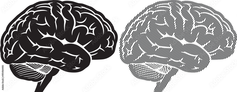 Comparison of a lateral and medial view of the human brain's ...