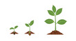 © Danish - Plant growth stages from seed to sprout and finally a small plant, illustrating the cycle of life, development, and nature.