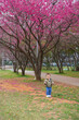 © leungchopan - Happy baby playing near Sakura trees at park