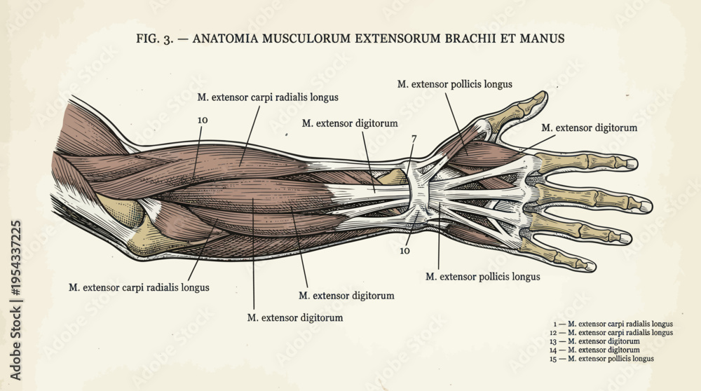 Anatomical Illustration of Human Forearm and Hand Muscles. Stock Vector ...