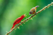 © Miroslav Srb - Male Summer Tanager perched on a tropical branch against a soft green background during winter migration, Costa Rica
