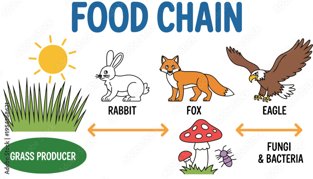 Food chain diagram with grass, rabbit, fox, eagle, and fungi. Stock ...