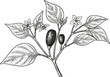 © Purple_Lamp - black and white botanical illustration of chili pepper plant with leaves, flowers, and fruits