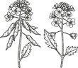 © Purple_Lamp - mustard plant with flowers and seed pods botanical illustration of herb and spice plant details