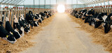 Spacious dairy barn with holstein cows in modern feeding stalls. Concept banner livestock farm with organic cattle.