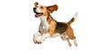 © Mia - Isolated energetic beagle dog jumping with happy expression and flowing ears in mid-air motion