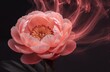 © joeycheung - Soft pink peony blooms with ethereal red smoke swirling around