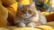 © istriyati - Fluffy ginger cat resting on sunny yellow couch