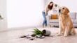 © sakson - Accidental home damage importance of renters insurance quotes for pet owners in modern living rooms