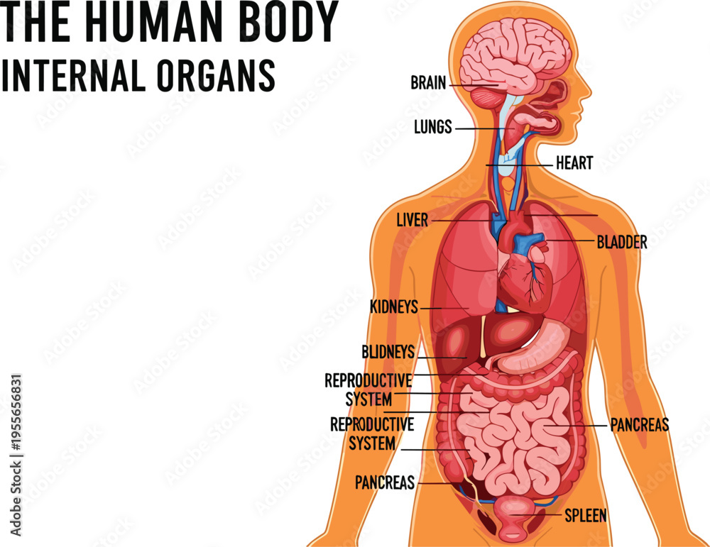 Labelled Internal Organs Human Body Internal Organs Labeled Diagram Vector Illustration Showing ...