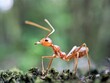 © Suntoro - Macro shot of a weaver ant crawling on green moss with blurred forest background