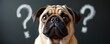 © Maryna - Pug dog face with curious eyes and question marks drawn behind. Dog seems confused or seeking answers. Dark background highlights pet face. Animal looks directly at camera.