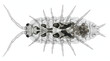 © Asset Ai - Detailed dorsal view illustration of a woodlouse, showcasing its segmented body, legs, antennae, and brood pouch