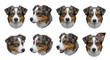 © PERFECTisME - australian shepherd portraits on white background for various pet related design uses