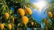 © EVA SOFIA VISSER - Ripe yellow mangoes covered in morning dew hang heavy from branches under a bright sunny blue sky