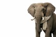 © Bonya Sharp Claw - Majestic elephant draped in a soft fabric scarf stands in profile against a clean white backdrop, creating a minimalist, sophisticated scene with generous copy space.